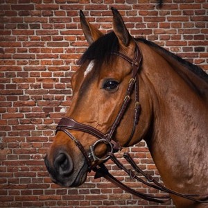 Dyon D Motion hoofdstel