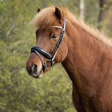 BR IJslanderhoofdstel Barnet