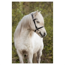 BR IJslanderhoofdstel Bourne 