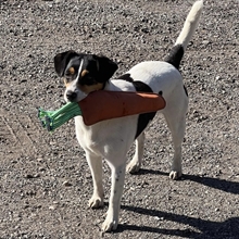 AB paarden speelgoed Wortel 31 cm