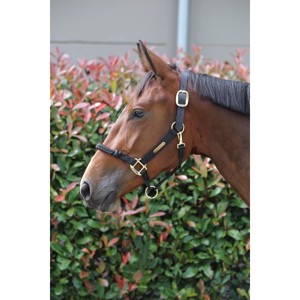 Kentucky Control Halster